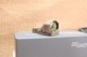 Point rouge SIG SAUER ROMEO1PRO FDE 1x30 6MOA