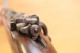 Mauser 98A calibre 8X57IS