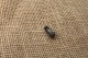Vis de fixation baïonnette Mosin Nagant M44