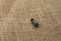 Vis de fixation baïonnette Mosin Nagant M44