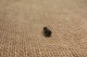 Vis de fixation baïonnette Mosin Nagant M44