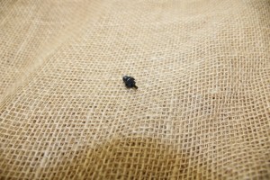 Carabine La Coruna FR8 calibre 308W