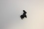 Chien Walther P38