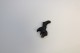 Chien Walther P38