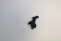Chien Walther P38